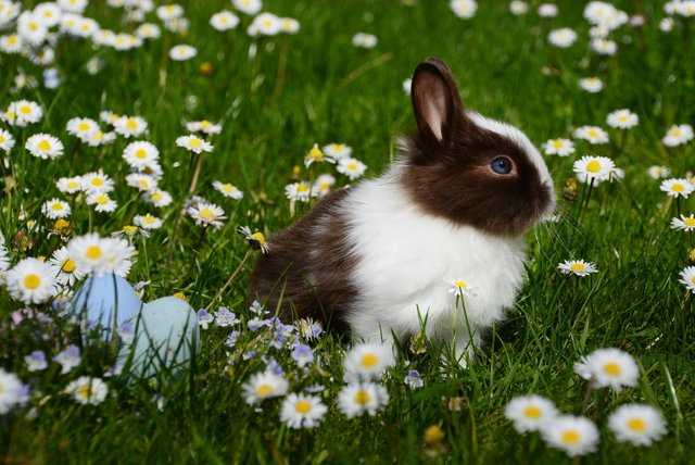 animal-bright-bunny-372166.jpg