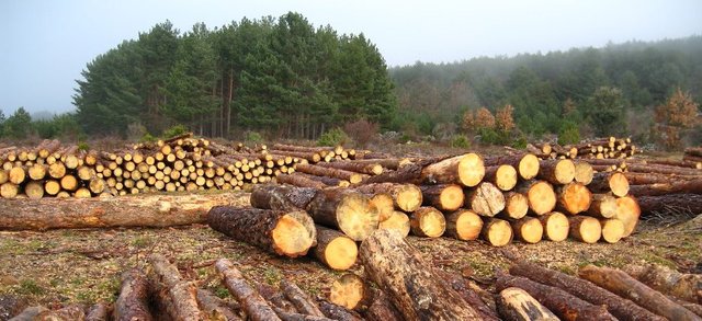 deforestación-3.jpg