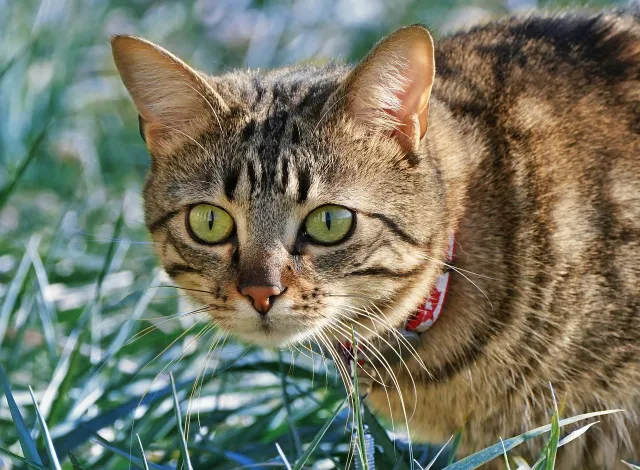 cat-9493147_1280.webp.jpg