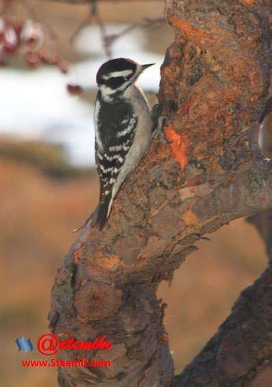 Downy Woodpecker PFW09.jpg