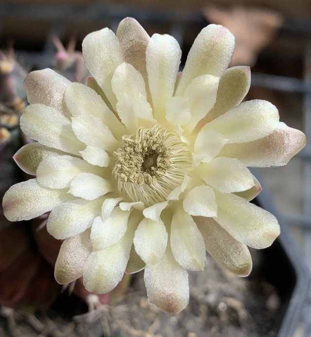 cacti4.jpg