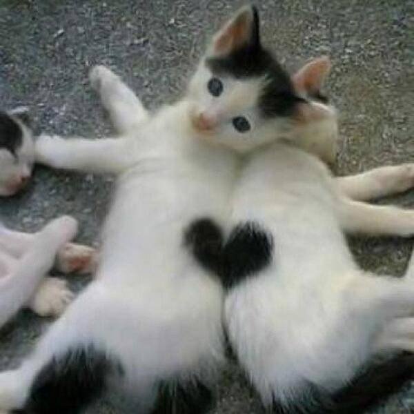 bcu-cats-heart.jpg