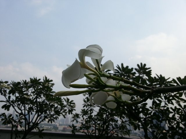 flower1.jpg