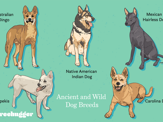 pariah-dogs-ancient-and-wild-dog-breeds-4869329-ADD-COLOR-3ad7e07d69be408295e41ab09db137ab.png