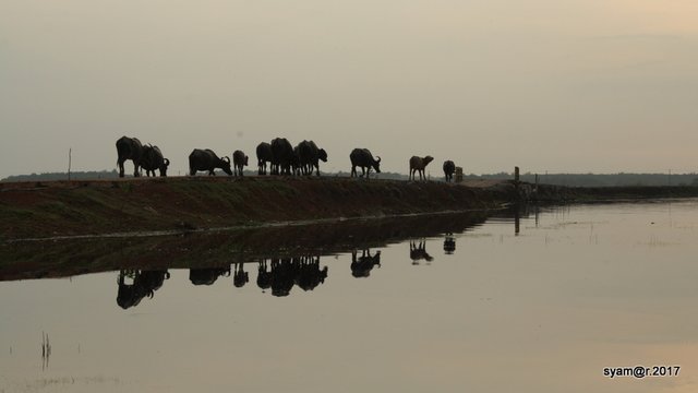 Kerbau_rawa_bangsal_pampangan_agroekologi (4).JPG