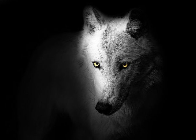 wolf-4118591__480.jpg