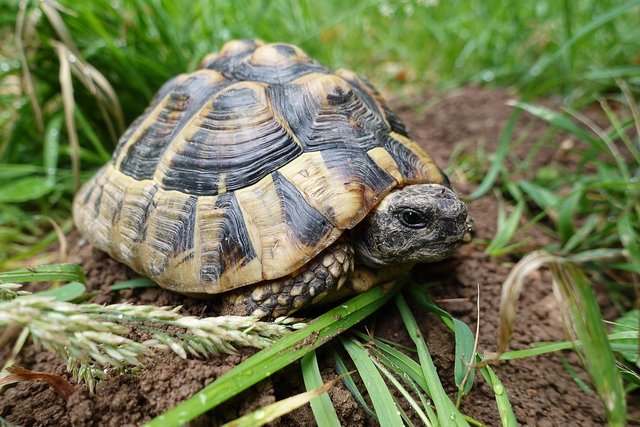tortoise-7279991_1280.jpg