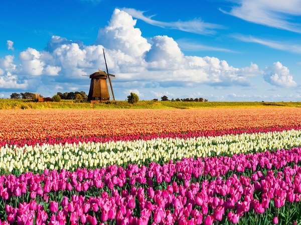 tulips-windmill-holland-cr-getty.jpg