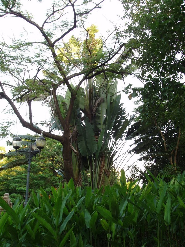 decorative trees in Queen Sirikit Park