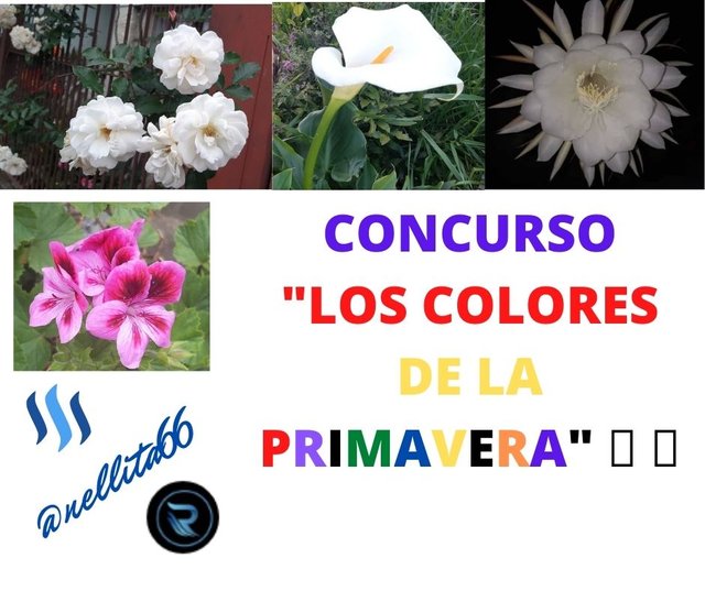 CONCURSO _LOS COLORES DE LA PRIMAVERA 🌷 🌈.jpg