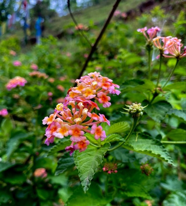 IMG_20250809_210801.jpg