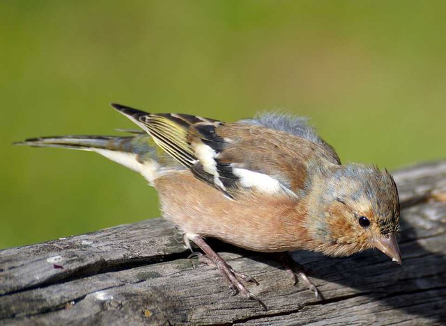 214528-tiere-buchfink-vogel-fink.jpg