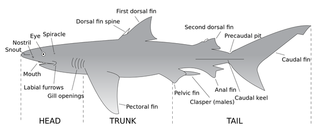 1599px-Parts_of_a_shark.svg.png