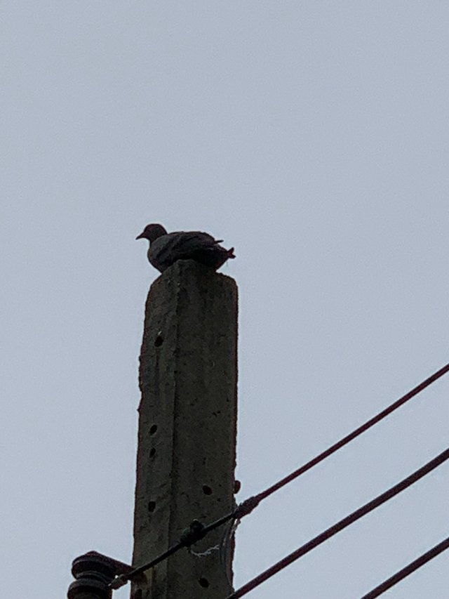 bird.jpg
