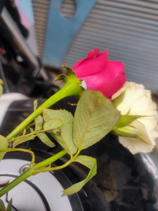 IMG_20250421_091518.jpg