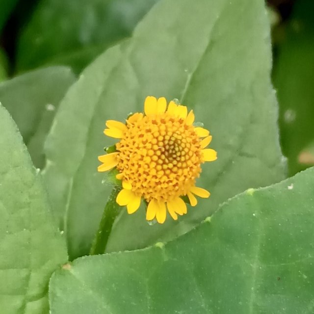 IMG_২০২২০৮১১_১১১৭০৭.jpg