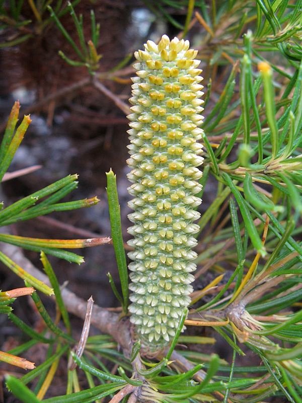 Banksia_spinulosa_1.jpg