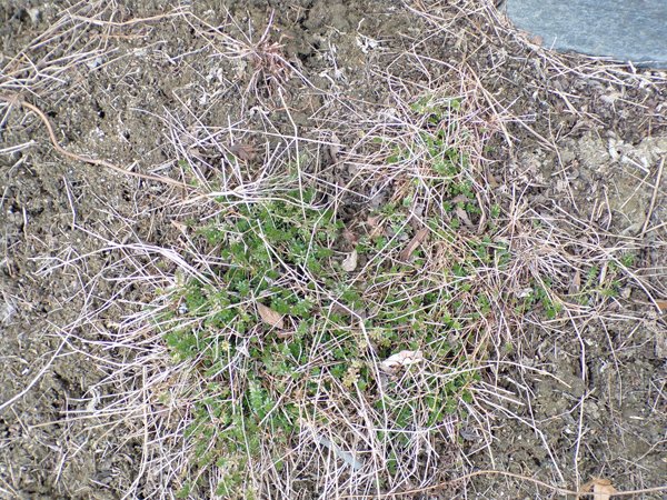 South Herb - bedstraw crop March 2020.jpg
