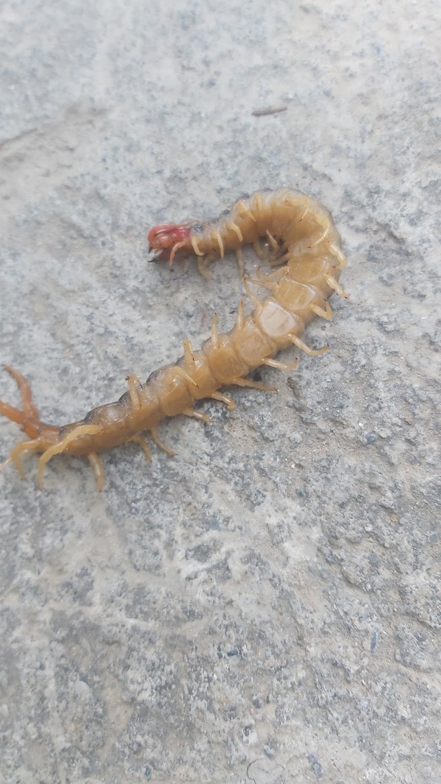 centipede (1).jpg