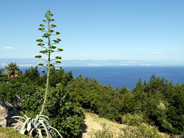 Agave Americana.JPG