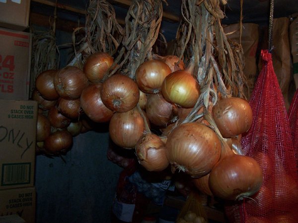 Cortland onions to root cellar2 crop Sept. 2018.jpg