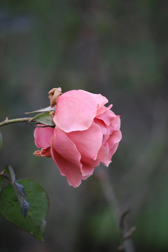 free-photo-of-close-up-of-a-faded-pink-rose-against-blur.jpeg