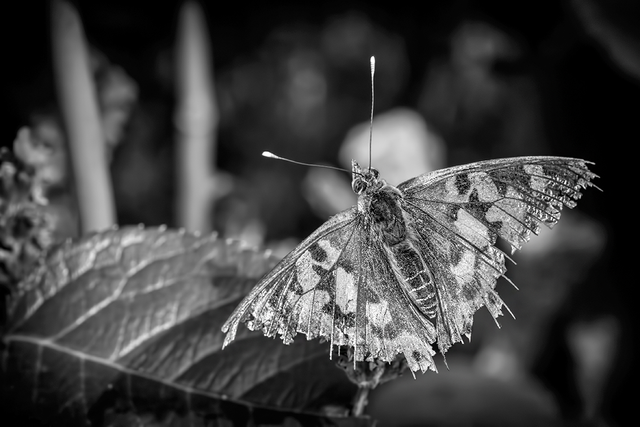 DSC_8291-BW-2-ST2.png