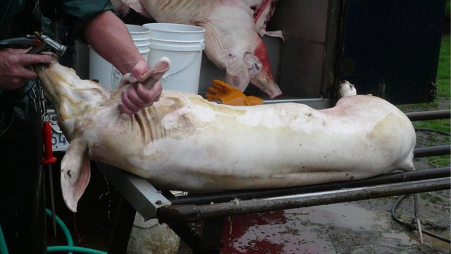 Slaughter_Pig-Slaughter_by_Edward-Dick_CC_BY-NC_2-0_3270792516_3e4cfc6612_o-BS-TB-Web.jpg