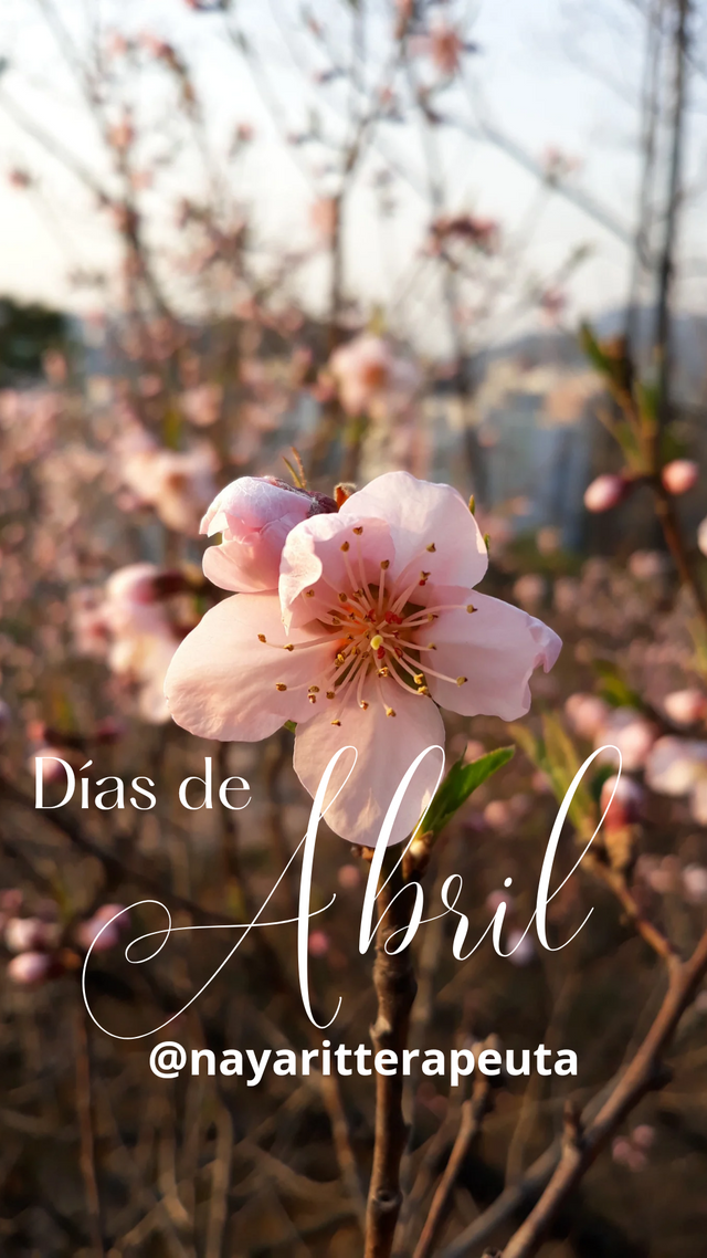 Historia instagram, abril floral rosa_20240330_223353_0000.png