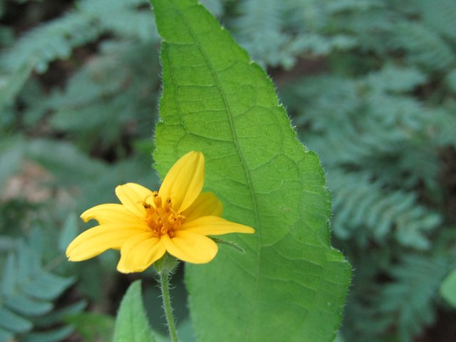 smallflower1.jpg