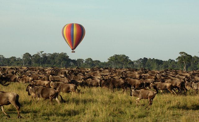 Top Things to Do with Great Migration on Tanzania Trips.jpg