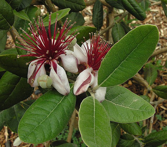 FeijoaCCdickculbert.jpg