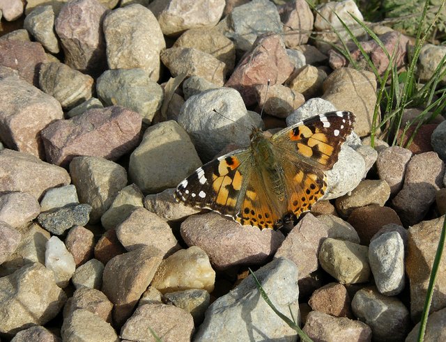 butterfly on rocks 2.jpg