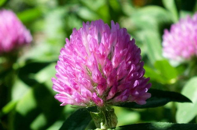 0342-PinkClover.JPG