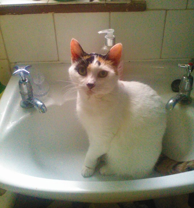 Cat Photography, Bella Awaits Water On Old Sink, Feb 2 2017-.jpg