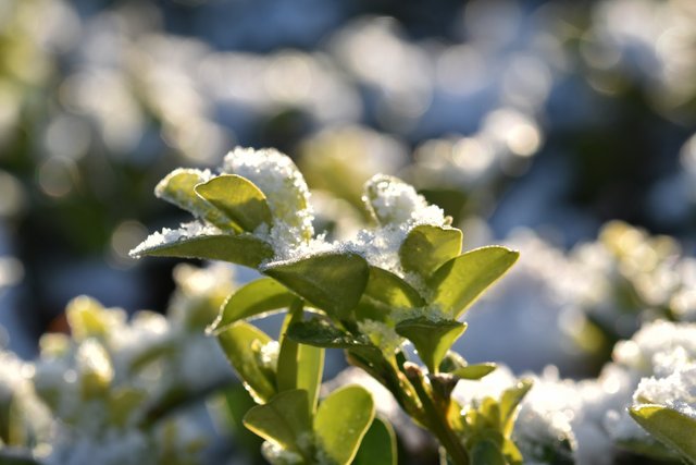 boxwood snow 2.jpg