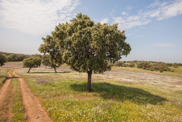 Quercus suber