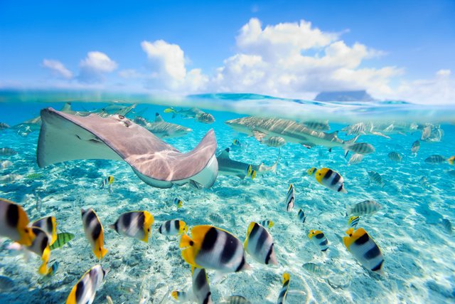 Colorful-fish-stingray-and-black-tipped-sharks-underwater-in-Bora-Bora-lagoon-Tahiti-French-Polynesia-_113913454.jpg