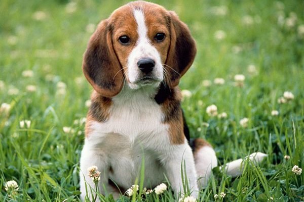 cho-san-tho-beagle-14-giong-cho-dep-nhat-the-gioi-1-600x400.jpg