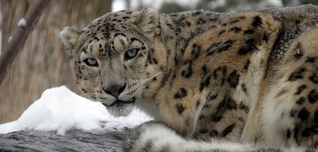 snow-leopard-photo.jpg