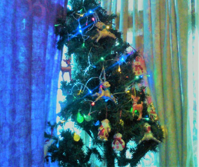 Christmas Photography  Window Christmas Tree Dec 25 2017.jpg