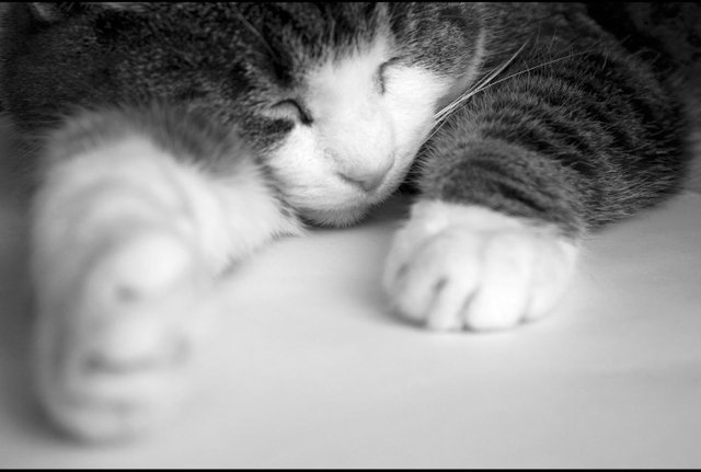 sleeping-cat_3086827983_o (FILEminimizer).jpg