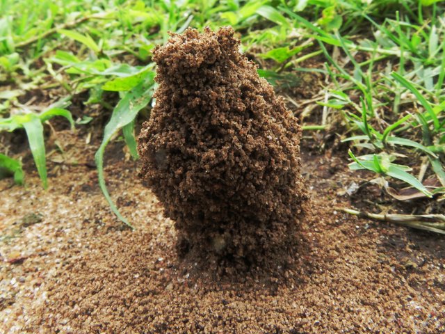 5330-Ants.JPG