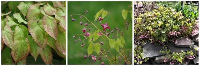 e epimedium collage.jpg