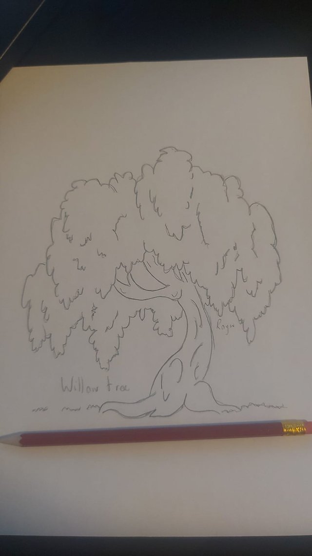 Willow tree.jpeg