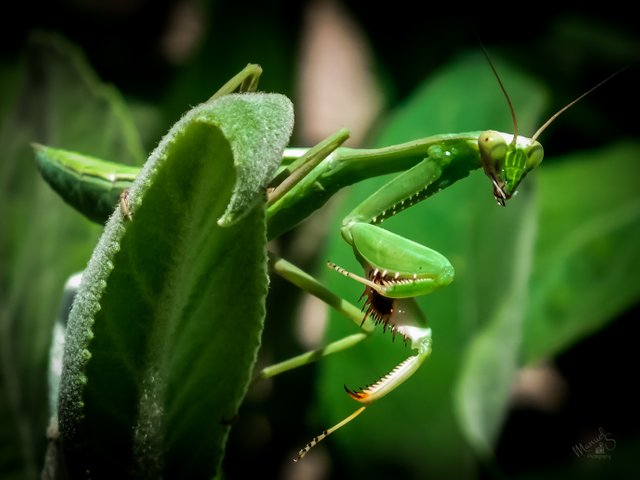 Mantis macro-14.jpg