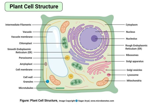 Plant-Cell-768x537.jpeg