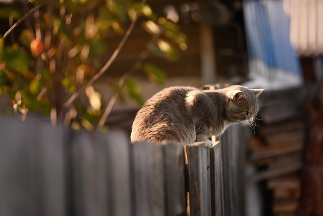 cat-5606651_1280.jpg