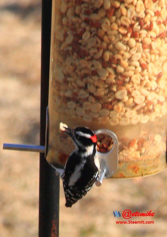 Downy Woodpecker IMG_0260.JPG