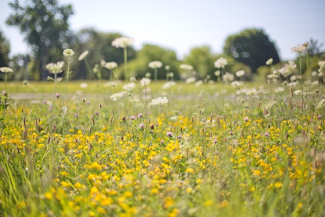 wildflowers-554125_1280.jpg